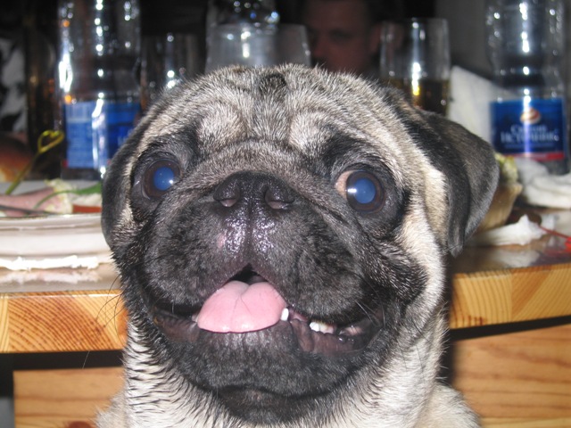 Мопсы - забавная порода собак!