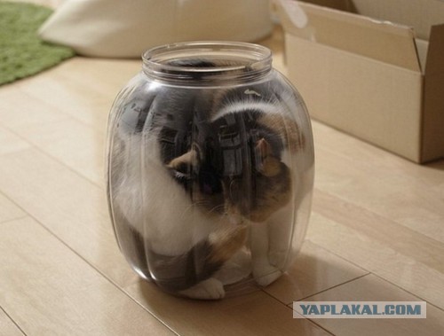 У меня сломался кот