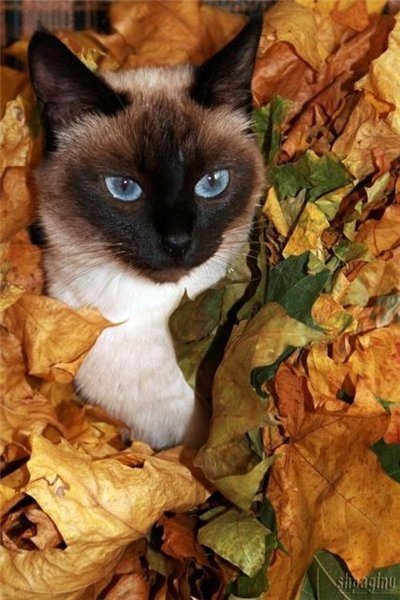 Коты из сети