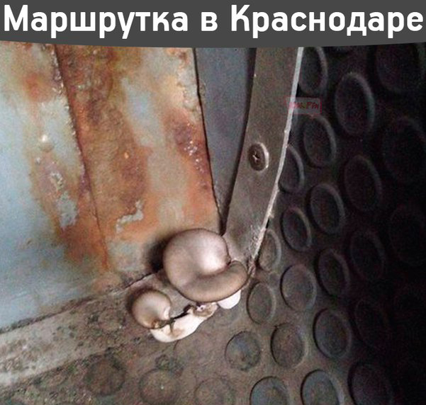 Немного смешных картинок для настроения. 16+