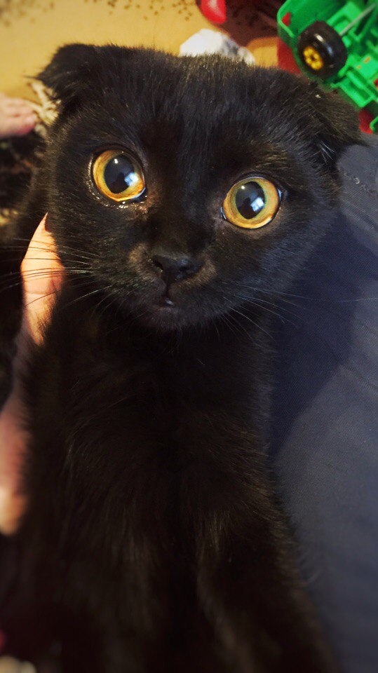 Коты и Кошки