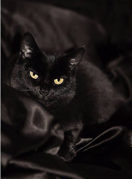 Коты и Кошки