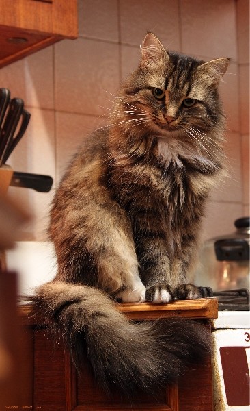 Коты и Кошки