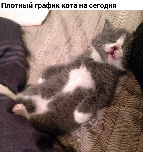 Коты и Кошки