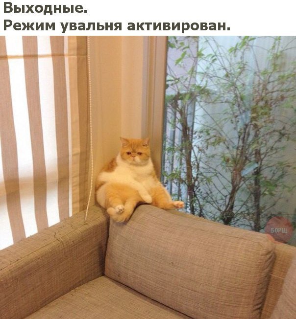 Коты и Кошки
