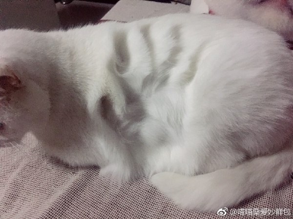 Коты и Кошки