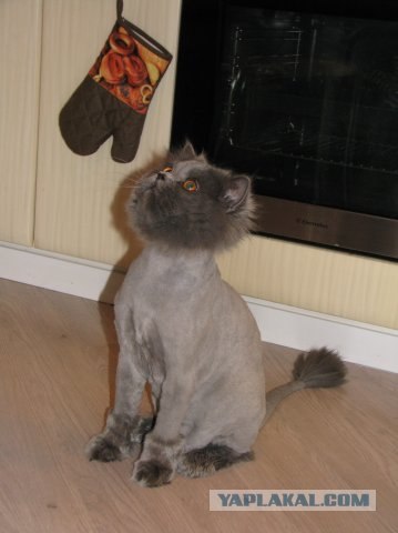 Lolcats - котовторник 33 лолокота!