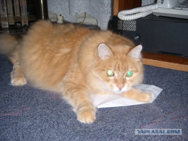 Как же можно про котовторник забыть?!