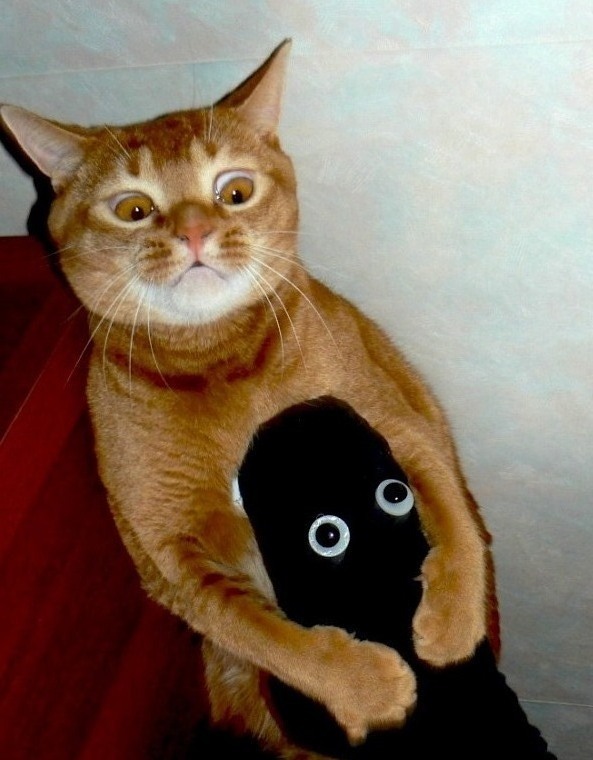 Котовторник 20.12.2011