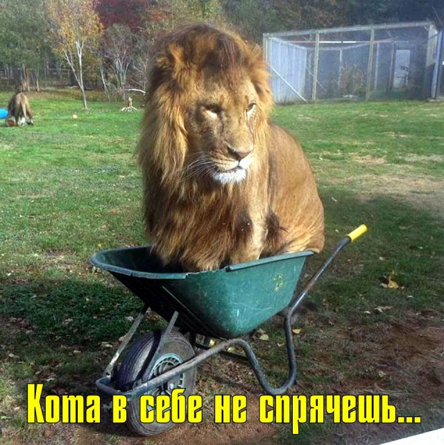 В Новосибирском зоопарке сняли на видео зимние забавы короля льва Сэма