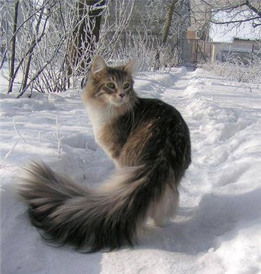 Прикольных котов пост