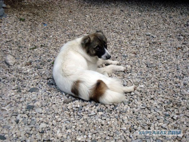 Абхазия. 17 лет после войны