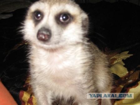 Mustela erminea, Горностай домашний