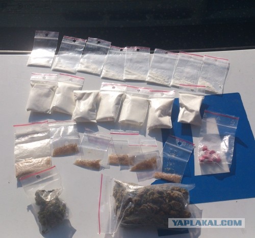 Свиньи на пляже