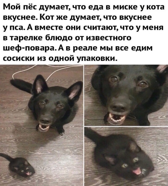 К котовторнику: подборка картинок-баянов с котиками и про котиков. Выпуск 16.