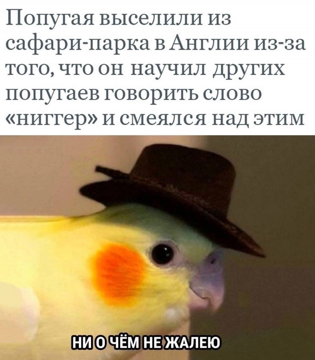 Попугай алкоголик