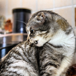 Кошка паникерша)