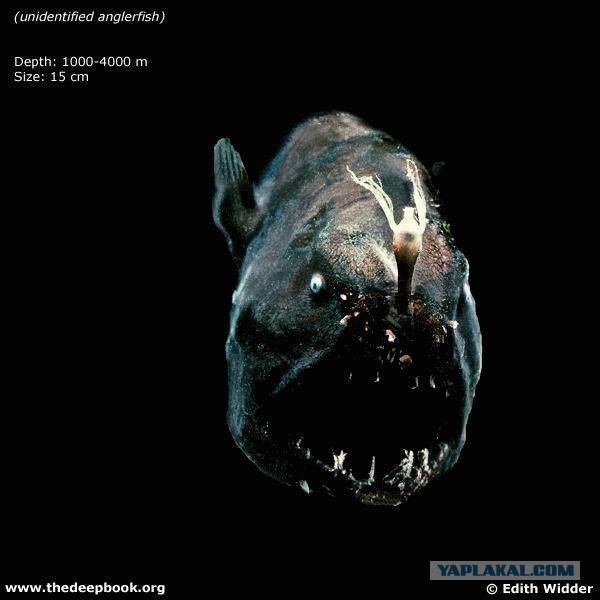 Марианская впадина