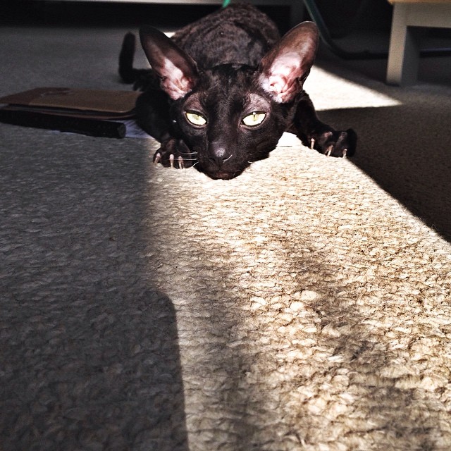Котовторник  08.04.2014