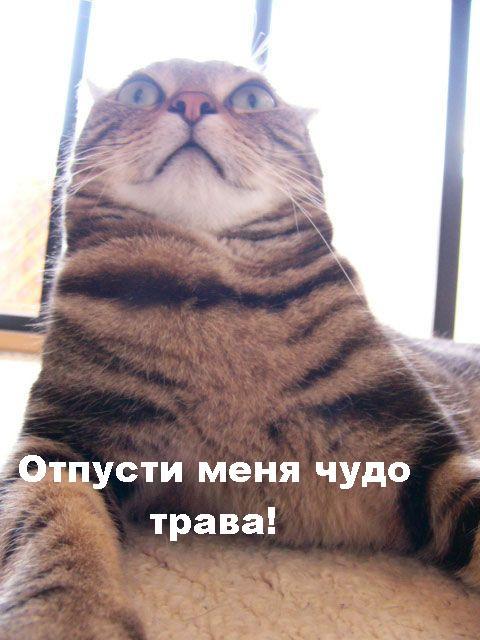 Подборка позитивных картинок на выходные