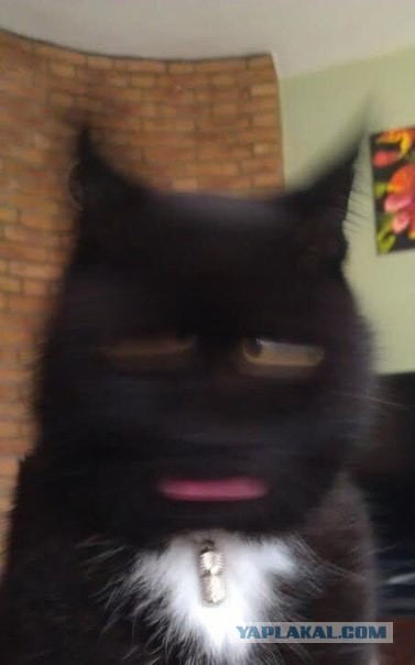 Смешные картинки из соц. сетей.