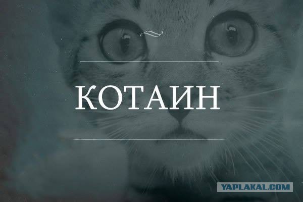 Рейтинг самых красивых пород кошек