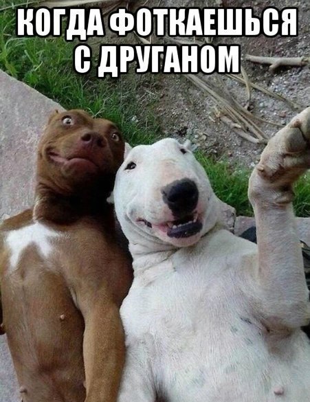 Забавные картинки из Сети