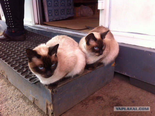 Котовторник 06.10.2015