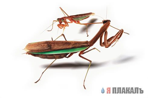 НАСЕКОМЫЕ. Мухи, бабочки, мотыльки, моль, и все летающие твари, пауки
