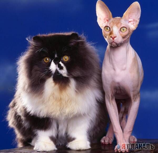 Коты, кошки, котята