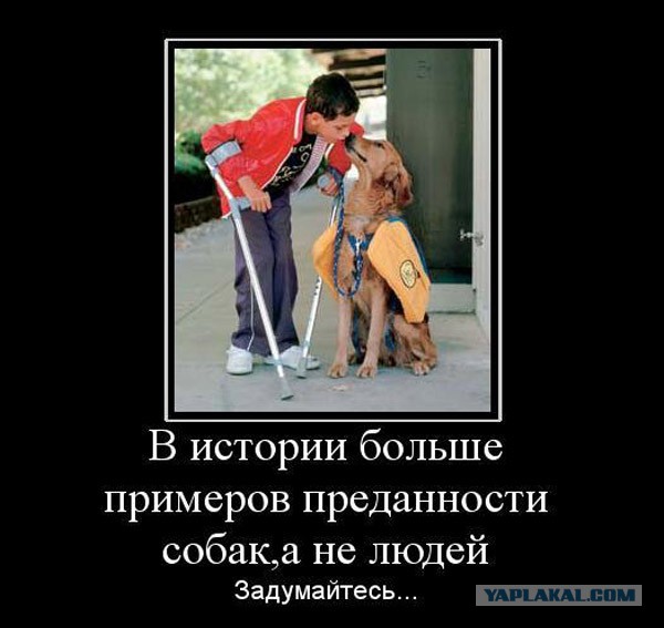 Пёс вернулся домой через 10 лет