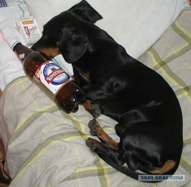 с 1 января запрещена продажа пива ночью