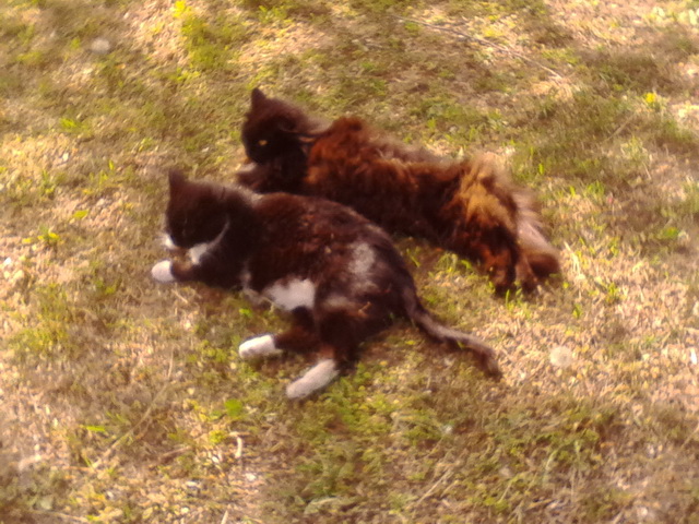 Котовторник 19.07.2016