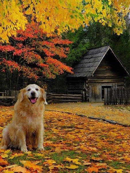 Самые смешные животные