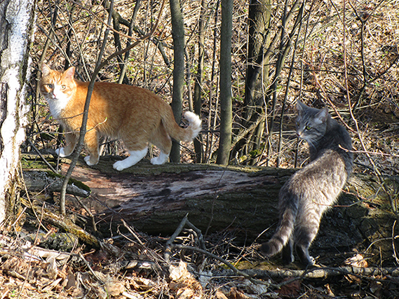 Котовторник 31.10.2017