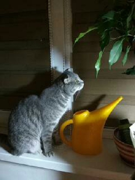 Котовторник  14.11.2017