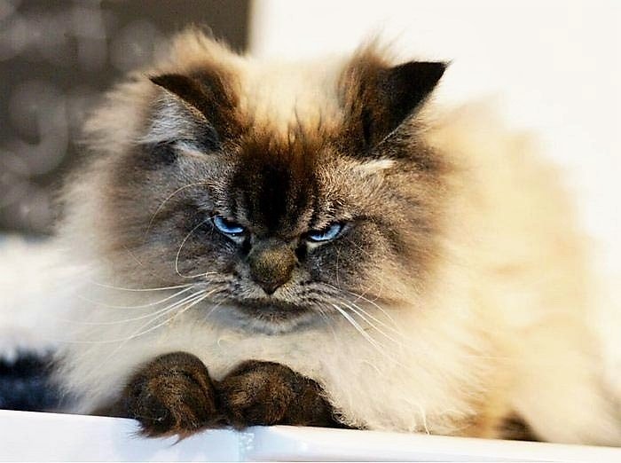 Самый злобный кот в Интернете. который ненавидит всех и вся - ЯПлакалъ
