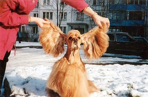 Comedy woman, вы смеётесь над их "шутками" ?