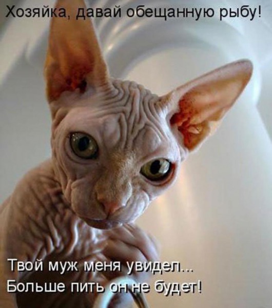 Не верь коту
