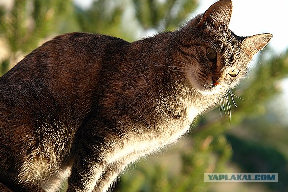 Котовторник на ЯПлакалъ (20.05.08), прикольные коты, добавляем свои!