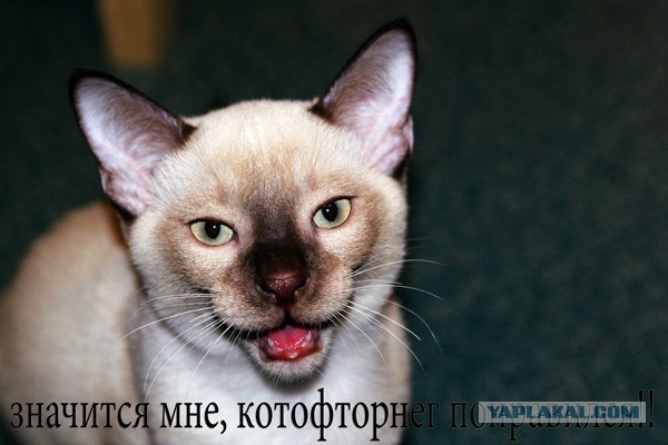 Сегодня котовторник, а котиков все нет