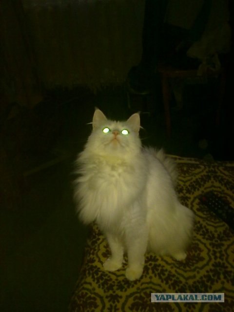 Котовторник с Кузей