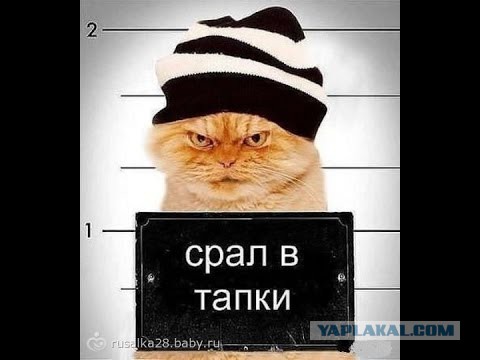 Разница восприятия собственных проступков: кот и собака