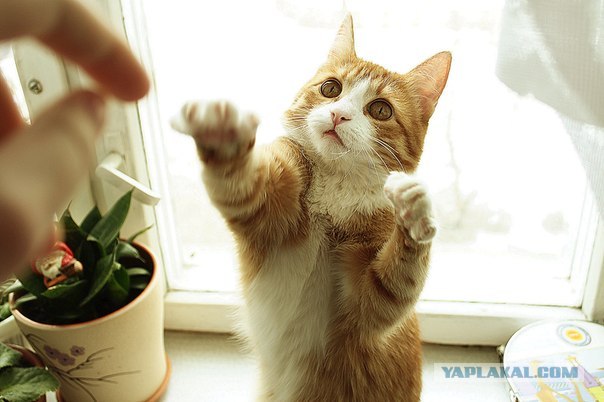 Котовторник (15.05.2012)