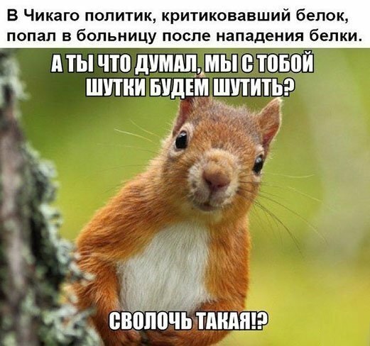 Анекдоты, соц-сети и картинки с надписями