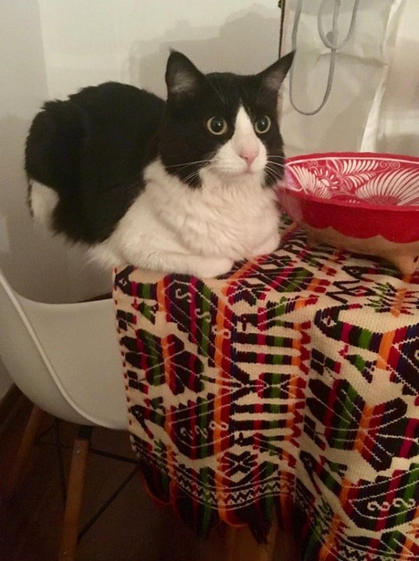 Не на всякого кота гравитация может воздейстовать! Им вообще плевать на законы физики