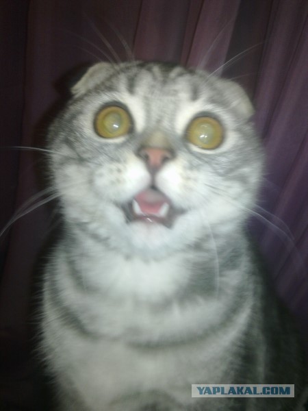 Новогодние котики!