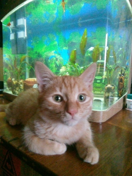 Котовторник вроде.