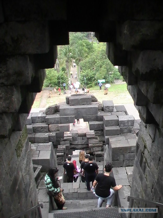 Они живут только 40 лет