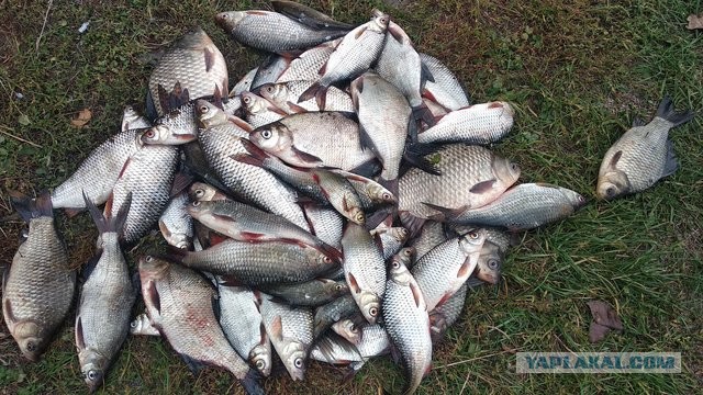 Сколько стоит мясо и рыба в Якутске